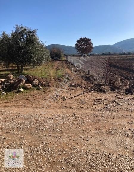 Düz Ovada Verimli Sulu Tarla 20.642 M2 - Görsel 2