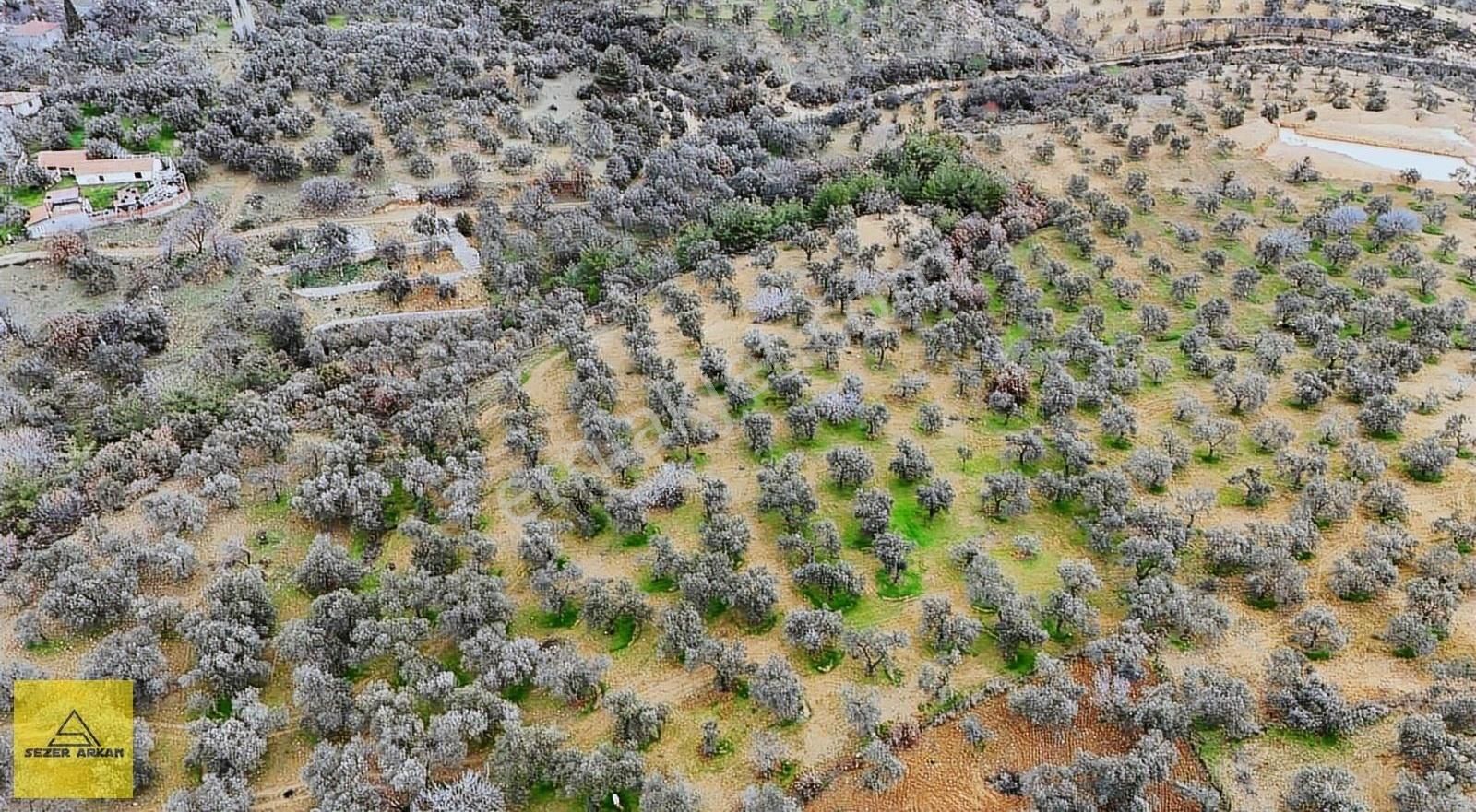 Burhaniye Yunuslar Satılık Zeytinlik Yunuslar Köyünde Köy Dibi 42.363m2 Zeytin Ağaçlı Tarla