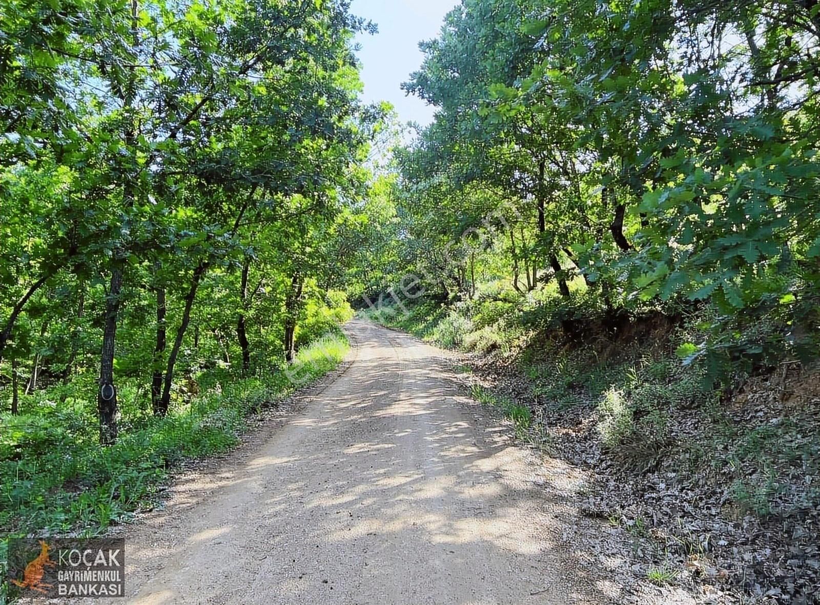 Bayındır Köyünde Organik Tarıma Uygun 10250 M Yol Cepheli Arazi - Görsel 5