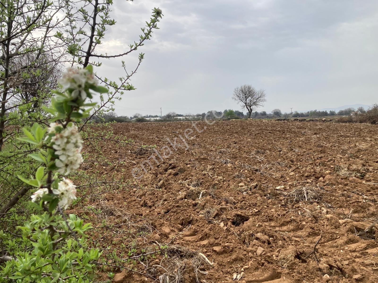Çanakkale Bayramiç Zeytinli Köyünde Köye Yakın 3.370 M2 Tarla