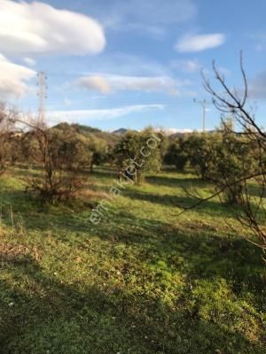 Yasin Emlakta Atca Merkeze Yakın Zeytınlık - Görsel 2