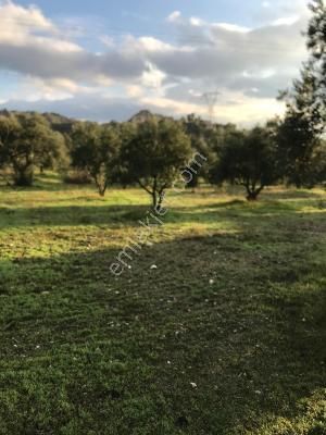 Yasin Emlakta Atca Merkeze Yakın Zeytınlık - Görsel 3