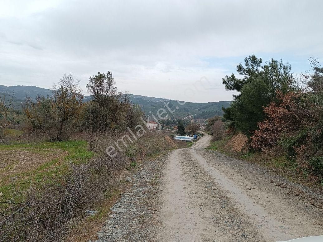 Bursa Mudanya Dereköy De Firsat Zeytinlik - Görsel 2