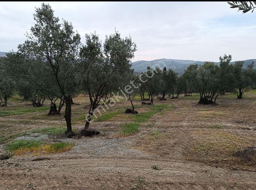 Bursa Mudanya Dereköy De Firsat Zeytinlik - Görsel 7