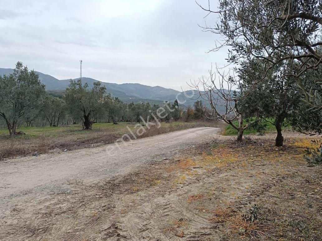 Bursa Mudanya Dereköy De Firsat Zeytinlik - Görsel 4
