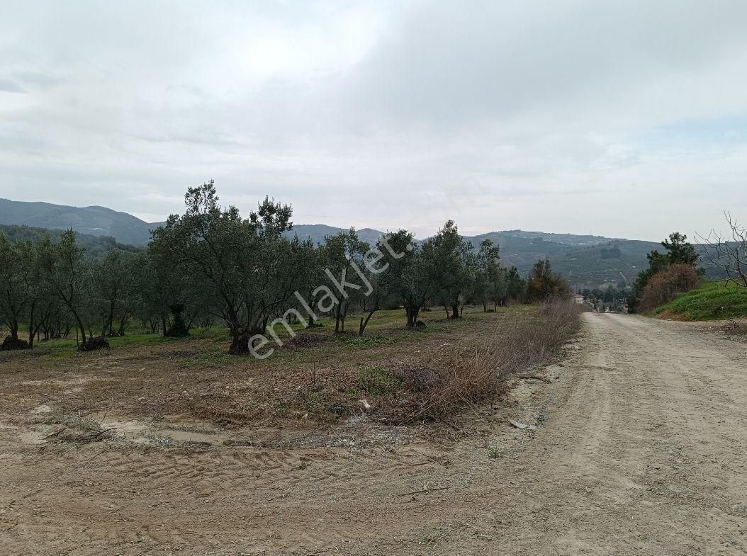 Bursa Mudanya Dereköy De Firsat Zeytinlik - Görsel 8