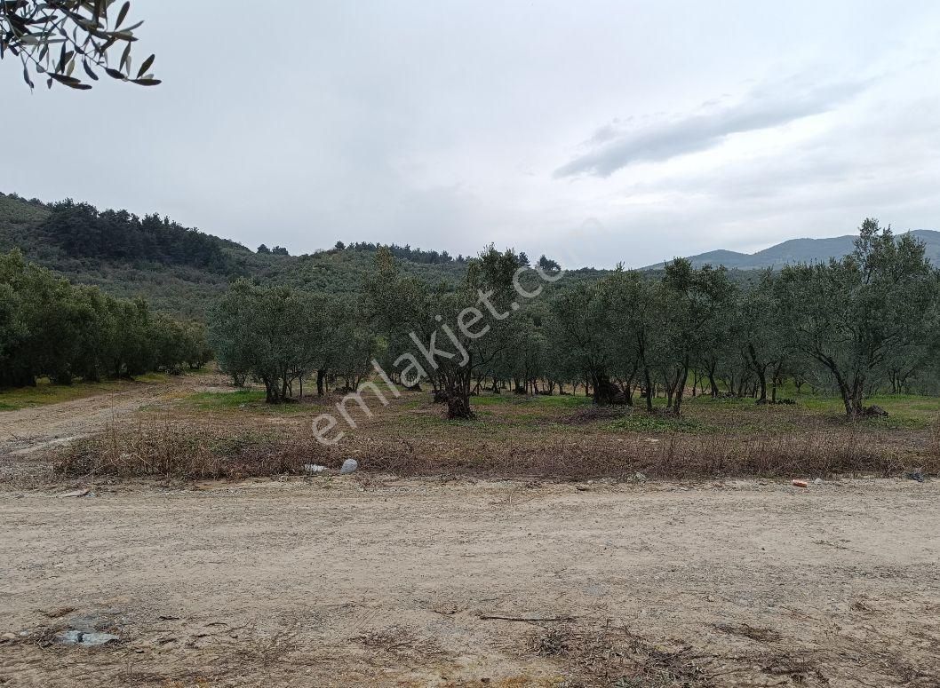 Bursa Mudanya Dereköy De Firsat Zeytinlik - Görsel 6