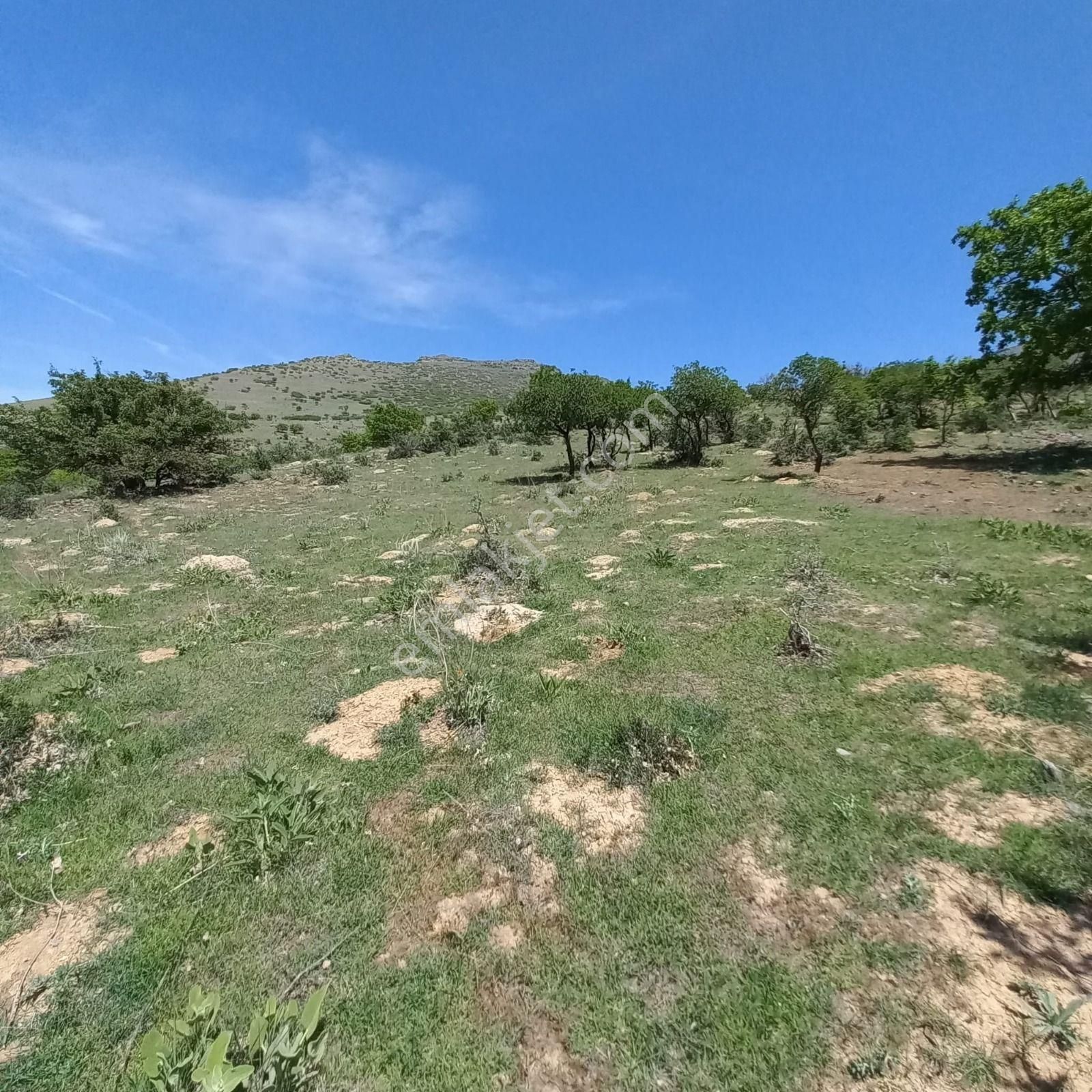 Develi Zile Satılık Bağ & Bahçe Öz Gaye Emlaktan Develi Zile Kösüderesi Mevkiinde Satılık Bağ Yeri