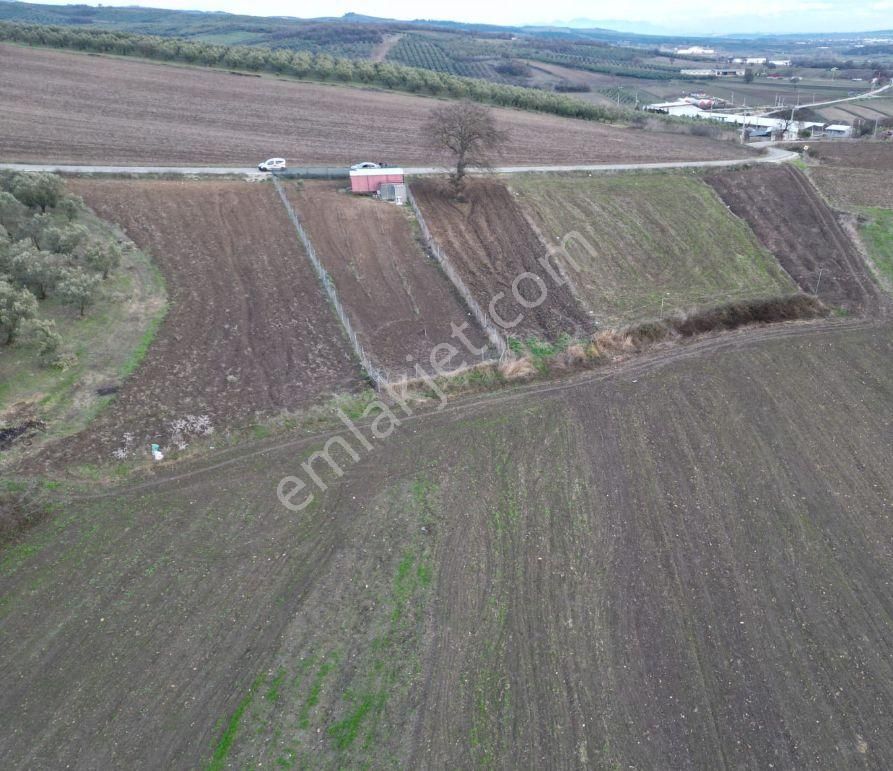 Bursa Mudanya Hançerlide Asvalta Cephe - Görsel 3