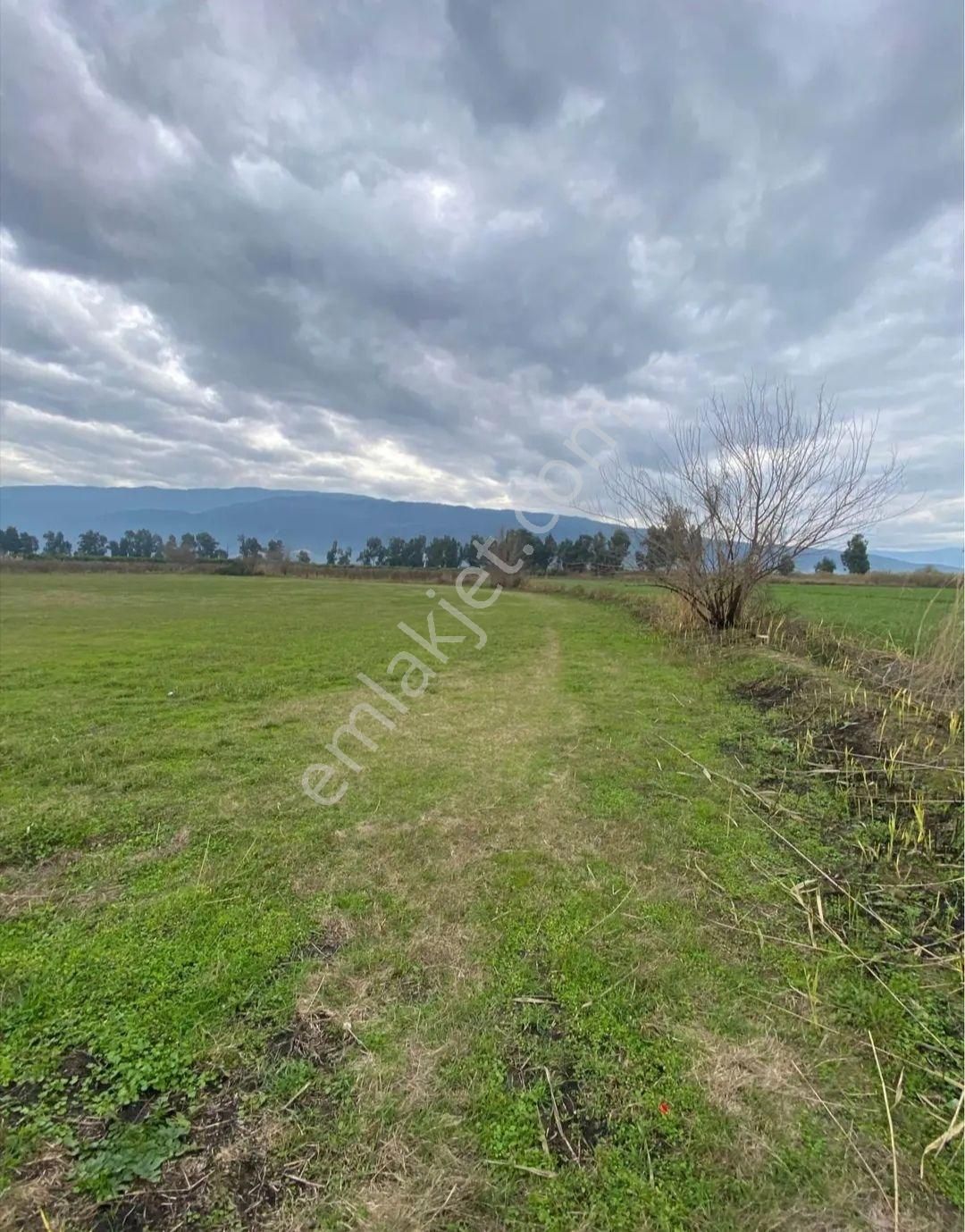 Hamzallı Da Satılık Yonca Tarlası - Görsel 2