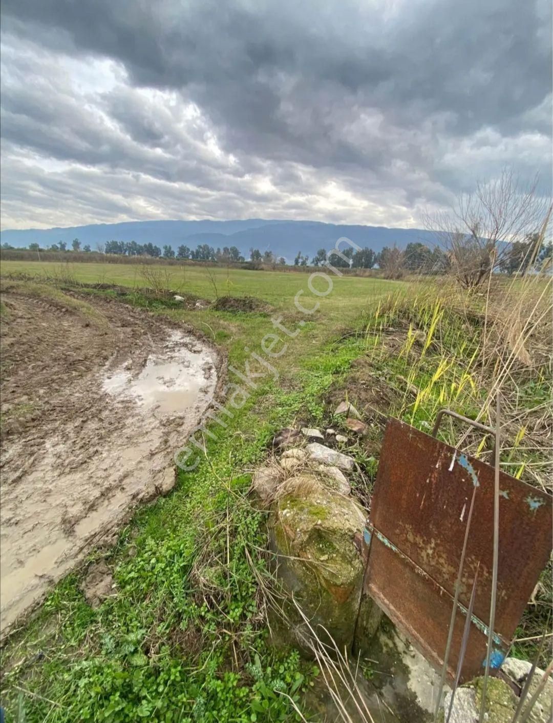 Hamzallı Da Satılık Yonca Tarlası - Görsel 6