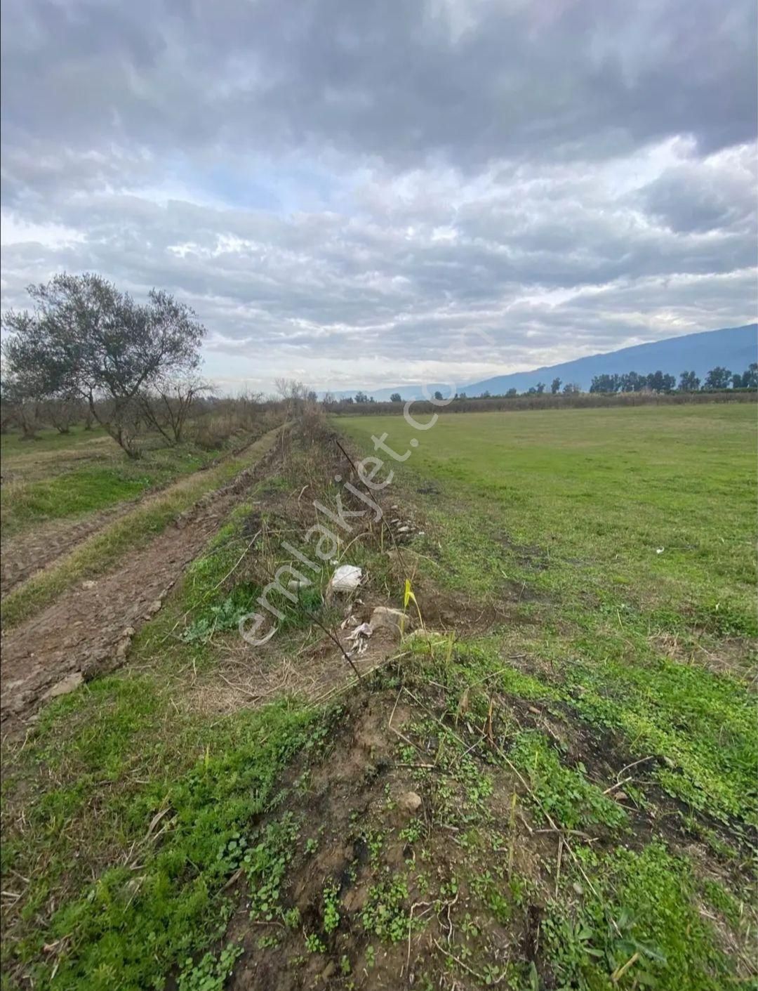 Hamzallı Da Satılık Yonca Tarlası - Görsel 5