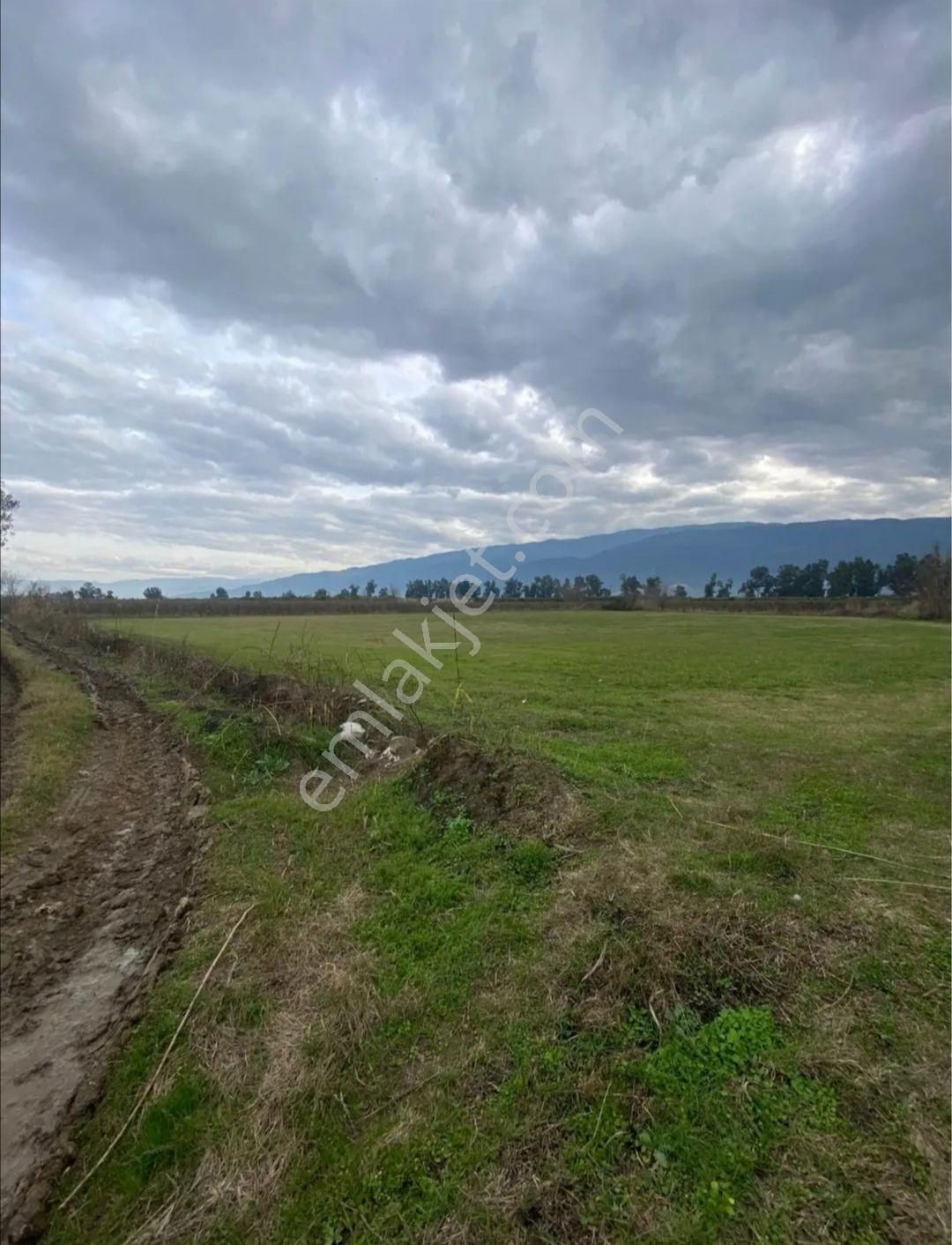 Hamzallı Da Satılık Yonca Tarlası - Görsel 3