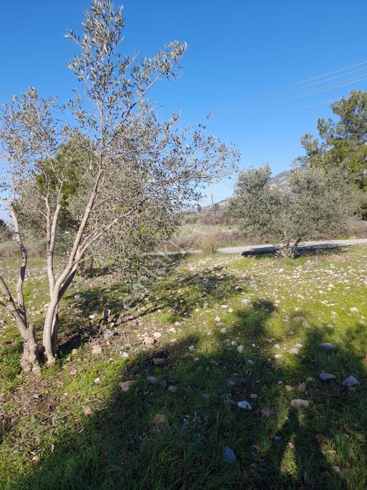 Köyceğiz Zeytinalanı Mah. Satılık 1200 M2 Tarla