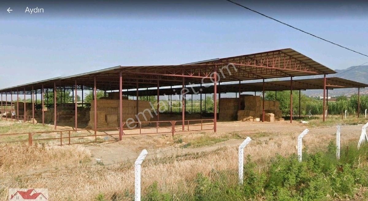 Aydın Sultanhisar Atça'da 32 Dönüm İçinde Ev Ve 8000 M2 300 Başlık Ahırlı,elektrik Suyu Olan Çiftlik - Görsel 6