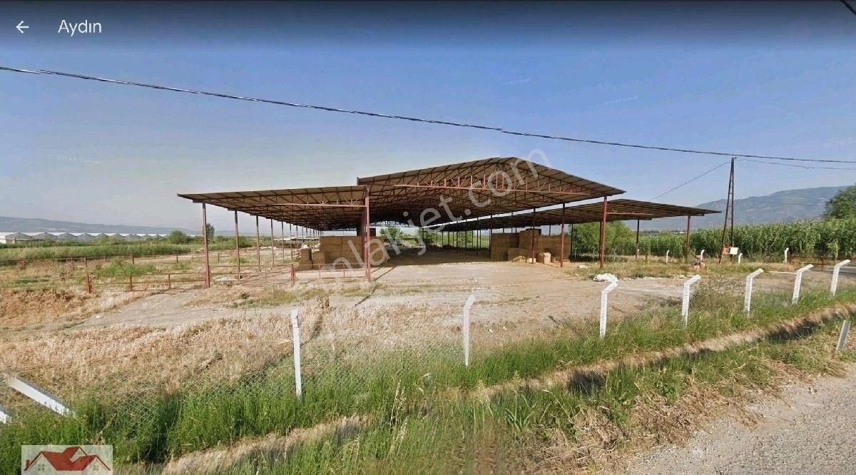 Aydın Sultanhisar Atça'da 32 Dönüm İçinde Ev Ve 8000 M2 300 Başlık Ahırlı,elektrik Suyu Olan Çiftlik - Görsel 7
