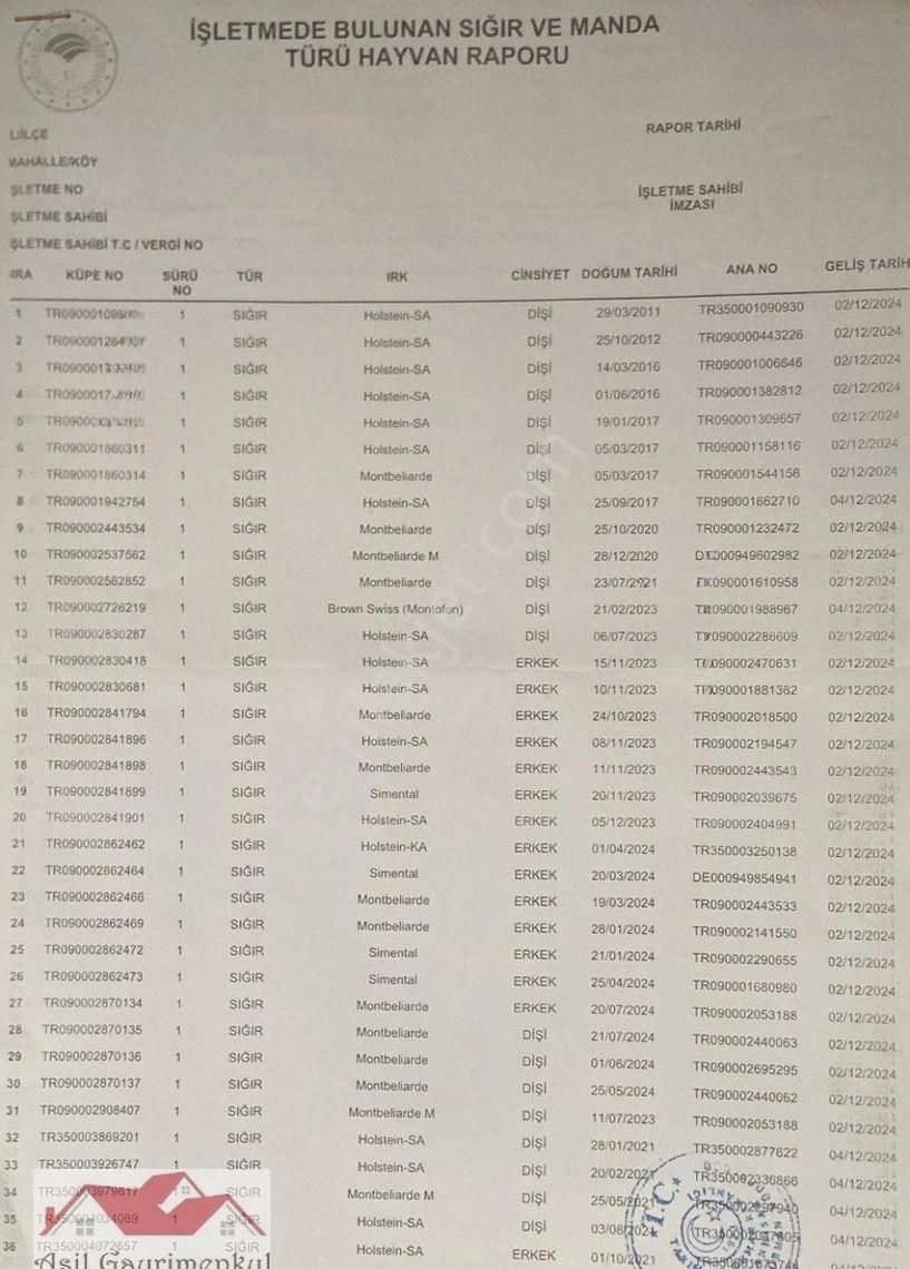 Aydın Sultanhisar Atça'da 32 Dönüm İçinde Ev Ve 8000 M2 300 Başlık Ahırlı,elektrik Suyu Olan Çiftlik - Görsel 12