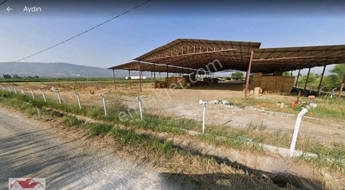 Aydın Sultanhisar Atça'da 32 Dönüm İçinde Ev Ve 8000 M2 300 Başlık Ahırlı,elektrik Suyu Olan Çiftlik - Görsel 5