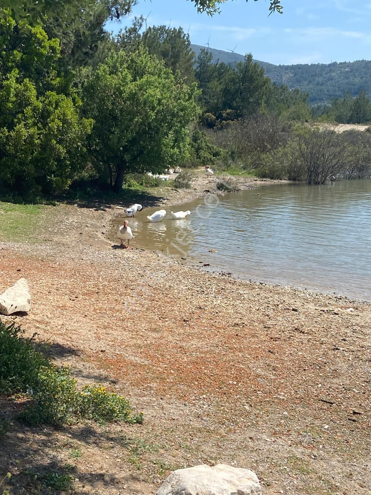 Urla Birgi Satılık Arazi Bluestate'ten Urla Barbaros'ta Satılık Tarla