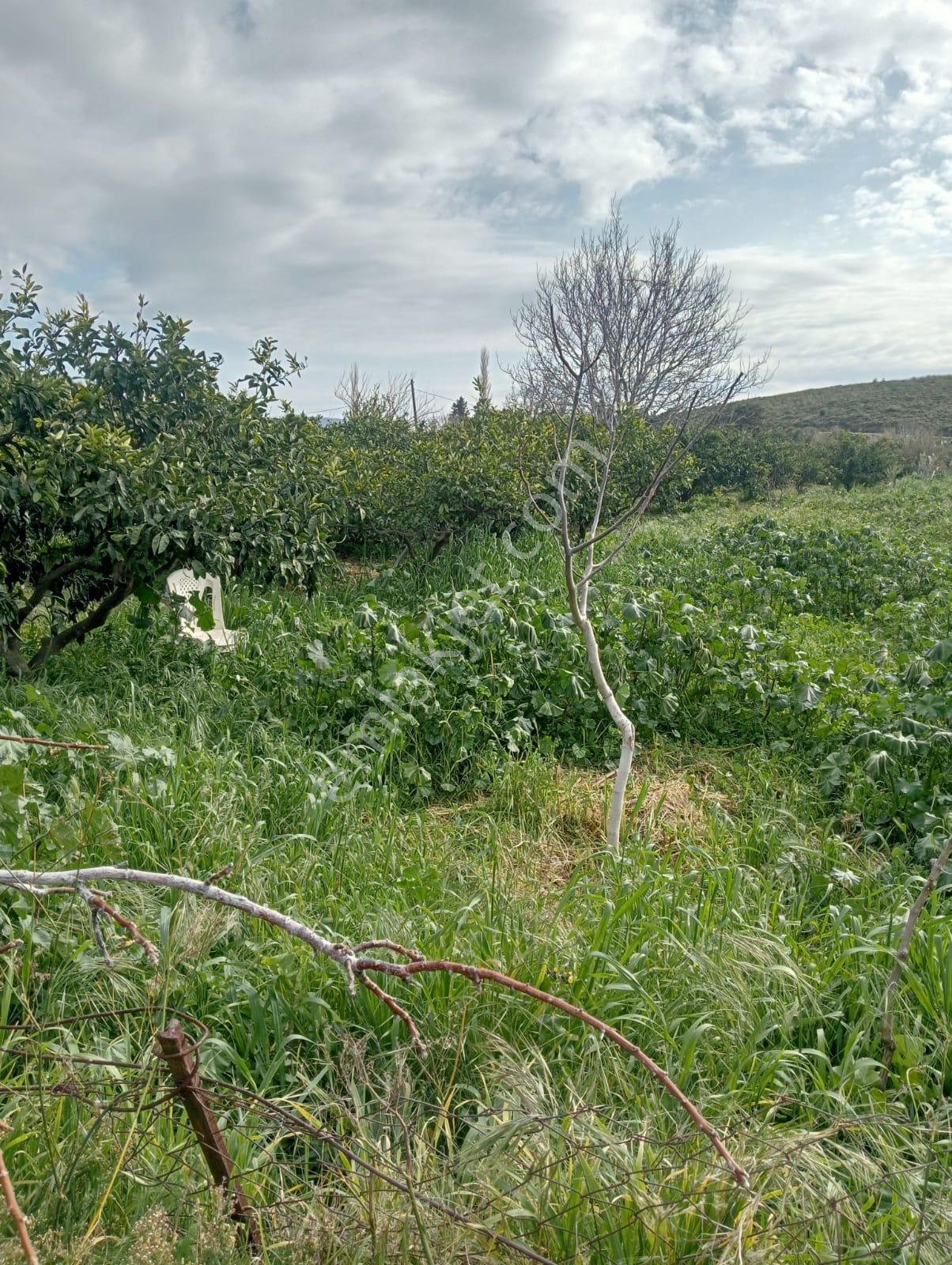 Karaburun Salman Köyü'nde 832 M2 Arazi - Görsel 6