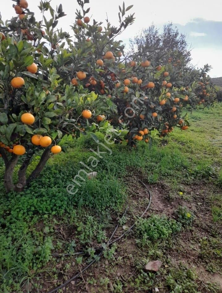 Karaburun Salman Köyü'nde 832 M2 Arazi - Görsel 4