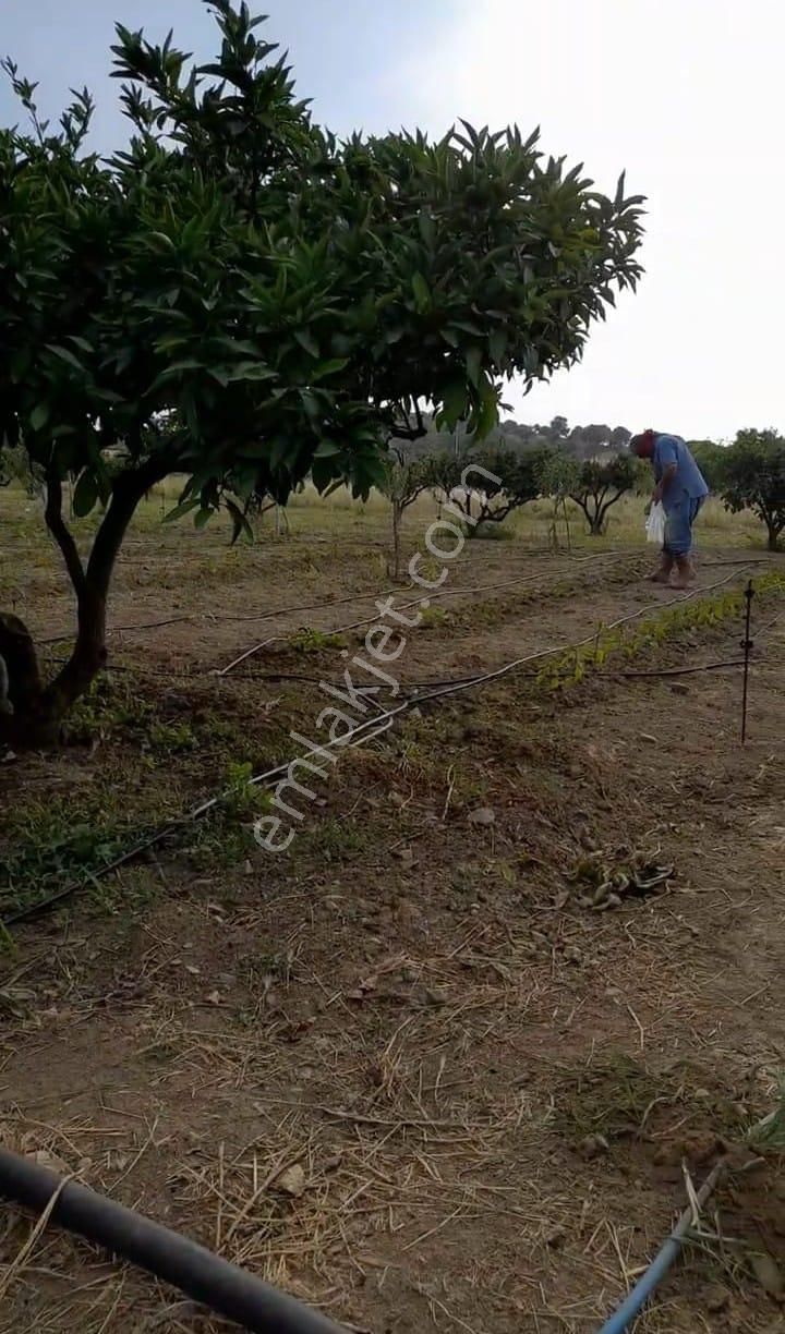 Karaburun Salman Köyü'nde 832 M2 Arazi - Görsel 5