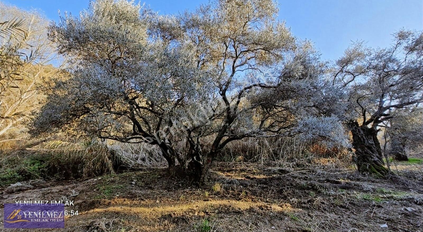 Ödemiş Bülbüller Satılık Bağ & Bahçe Ödemiş Bülbüller Mahallesi Satılık Bahçe