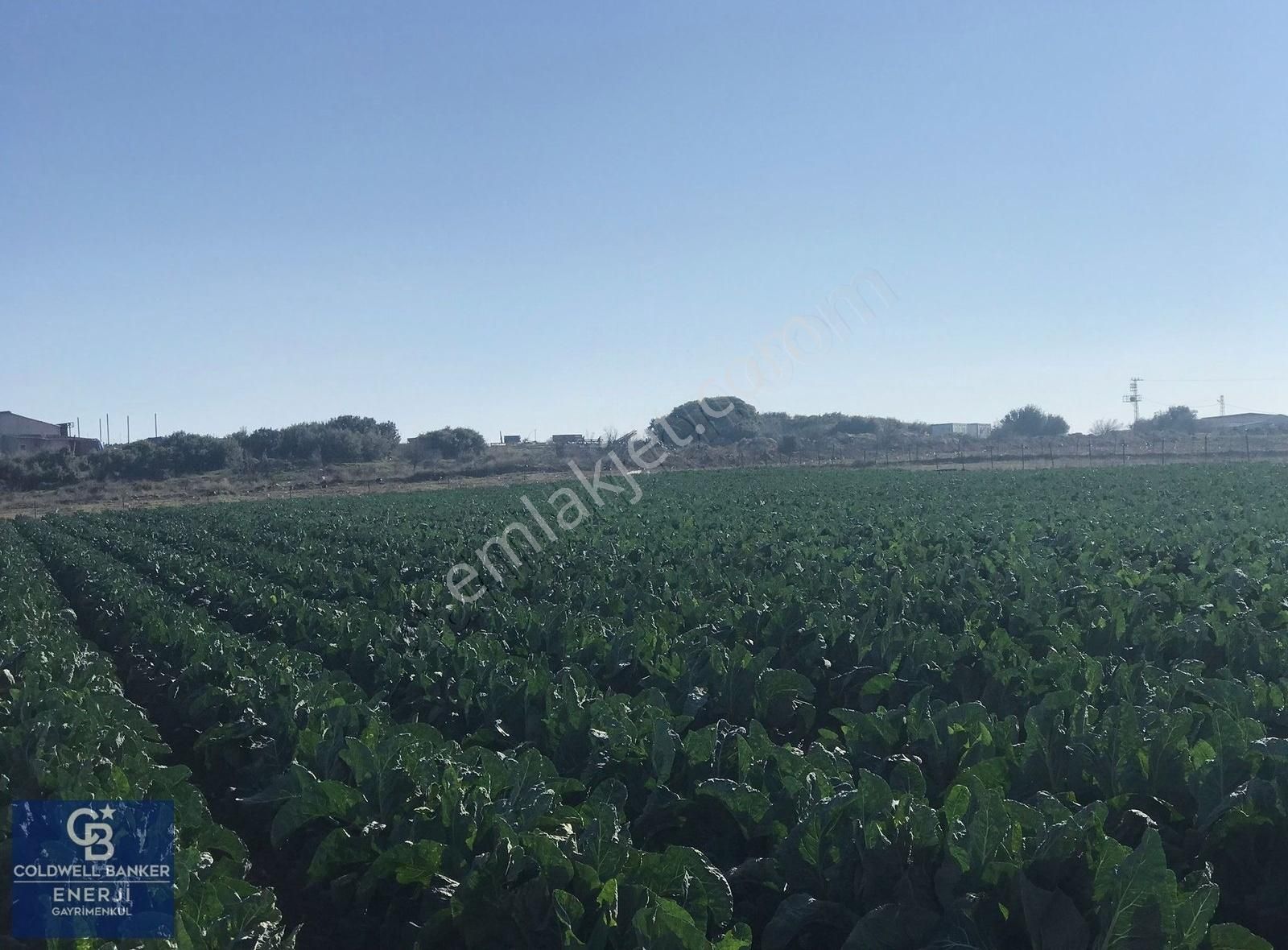 Çanakkale Merkez Çıplak Köyü Satılık Tarla Çanakkale Merkez Çıplak Köyü Satılık Arazi 13000 M2