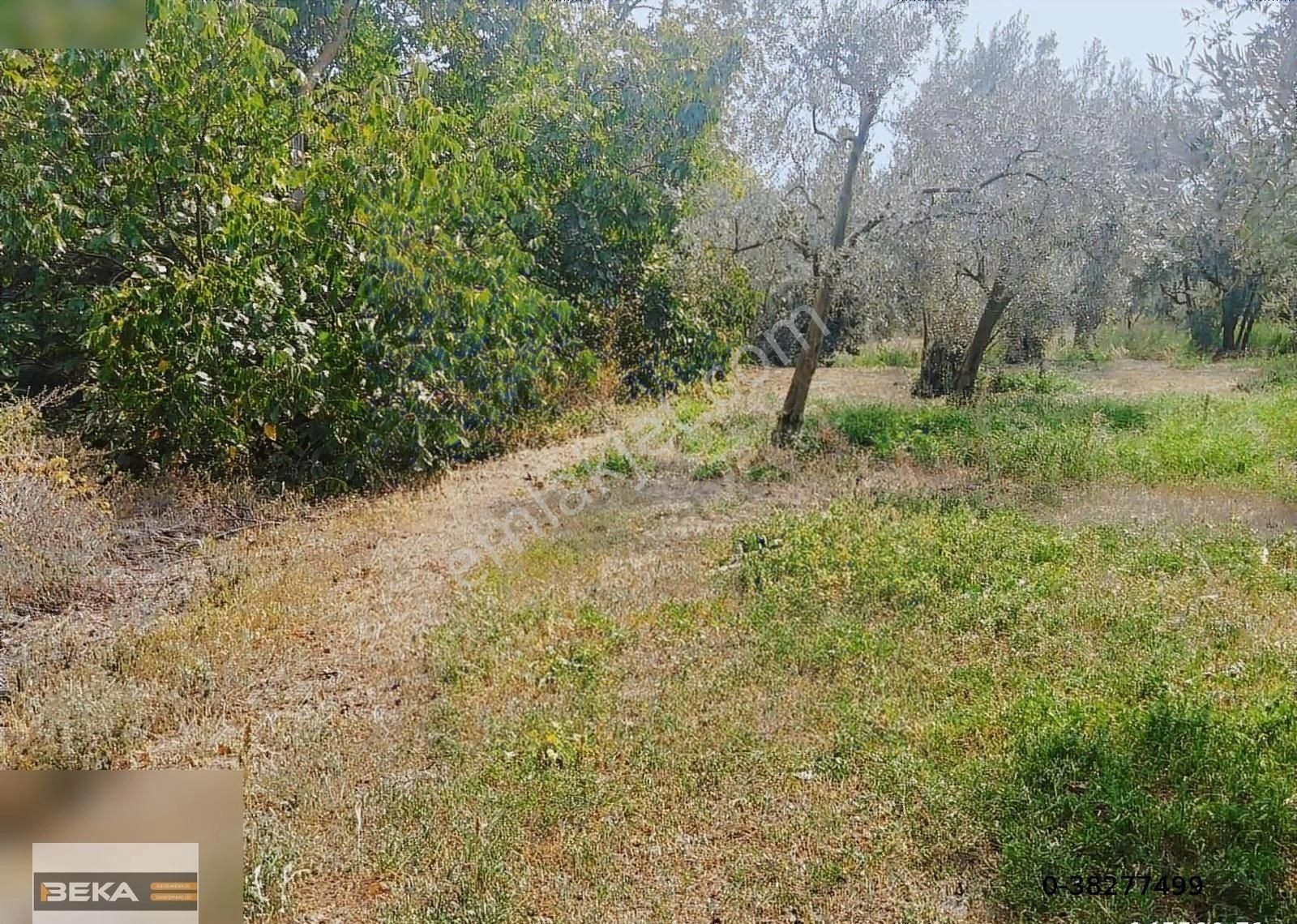 Beka Gayrimenkul'den Bütçenize Uygun Zeytinlik - Görsel 10