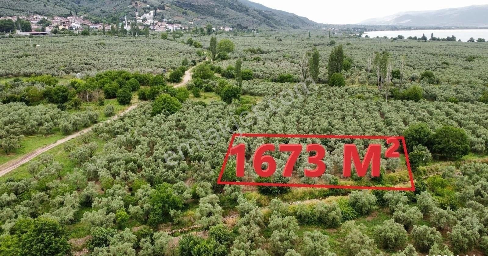 Orhangazi Dutluca Satılık Zeytinlik Beka Dan Dutluca Köyünde Bakımlı 1673 M2 Zeytinlik