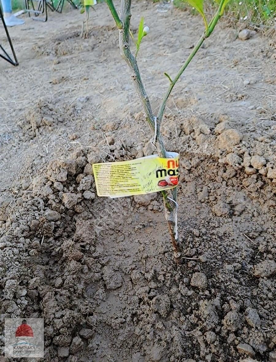 Menderes Satılık Tarla - Görsel 3