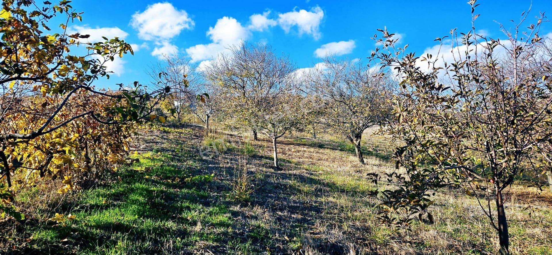 Süleymanpaşa Barbaros Satılık Tarla Acil Satılık Meyva Baĥçesi Hafta Sonları Aılece Mangal Yapacağın Fırsat Yer