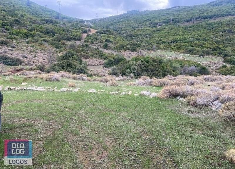 Karaburun Eğlenhoca Satılık Tarla Mordoğan Eğlenhoca Da 13.500 M2 Satılık Tarla