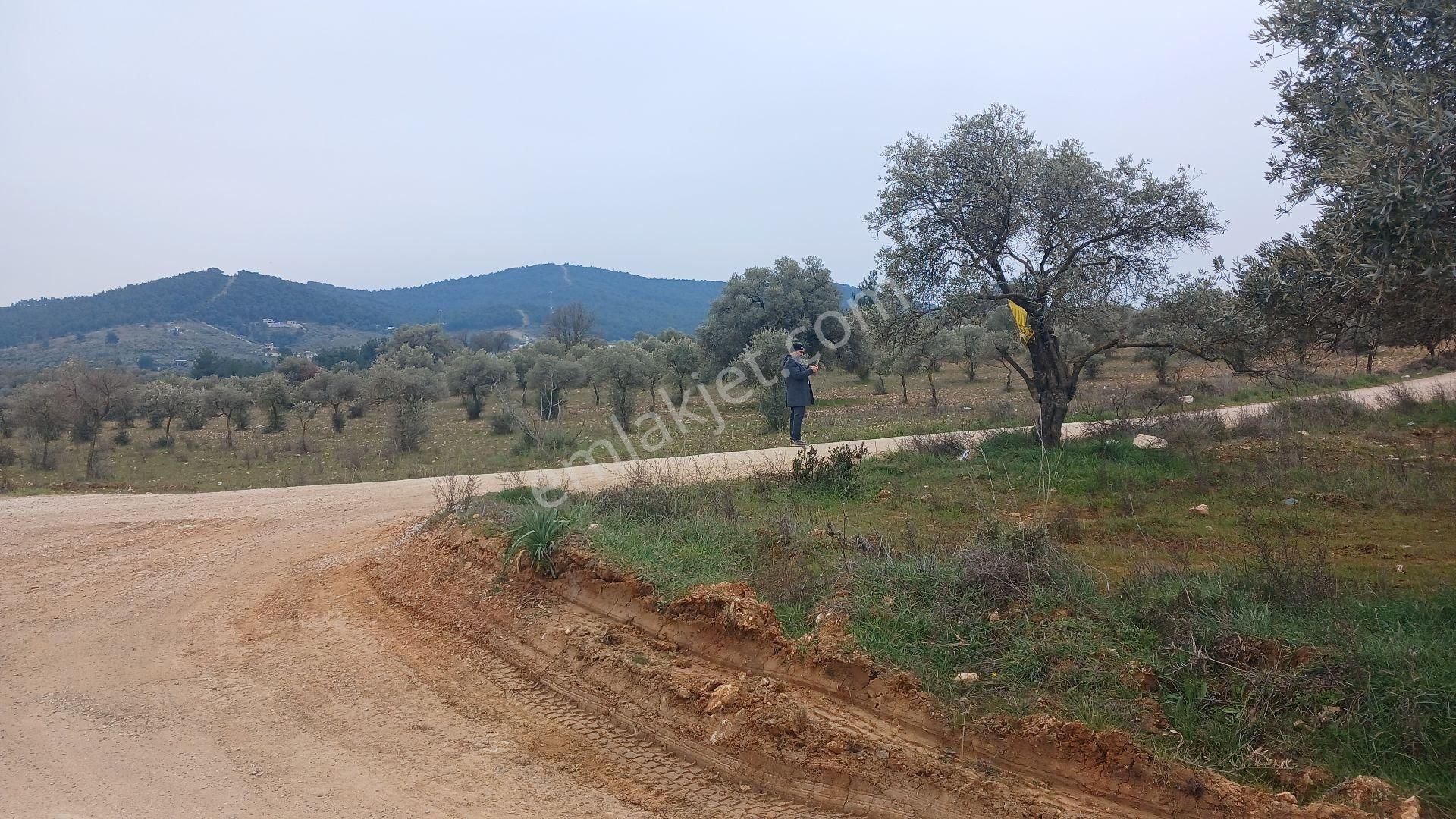 Torbalı Ormanköy Satılık Zeytinlik Orman Köyde Resmi Yolu Olan Acil Satılık Tarla