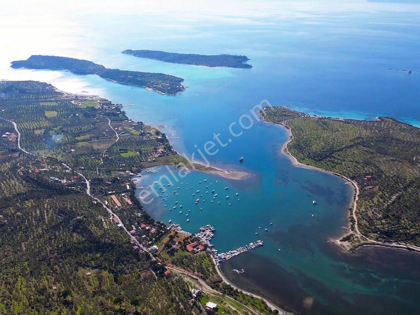 Dikili Bademli Satılık Tarla Dikili Bademli’de Yatırım Değeri Yüksek Deniz Manzaralı Zeytinlik