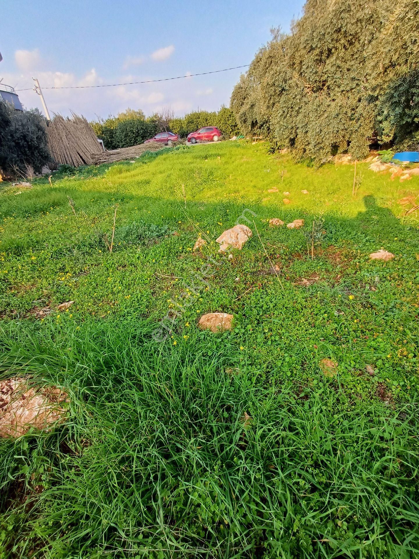 Erdemli Koyuncu Satılık Konut İmarlı Erdemli De Satılık Müstakil Arsa