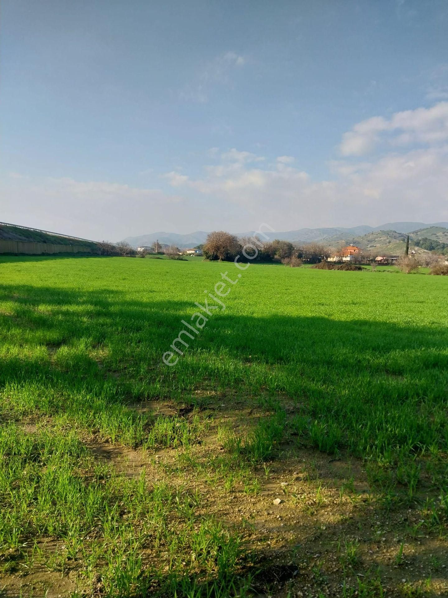 Ödemiş Kaymakçı Satılık Zeytinlik Ödemiste Satılık Arsa Köyiçi İmara Yakın