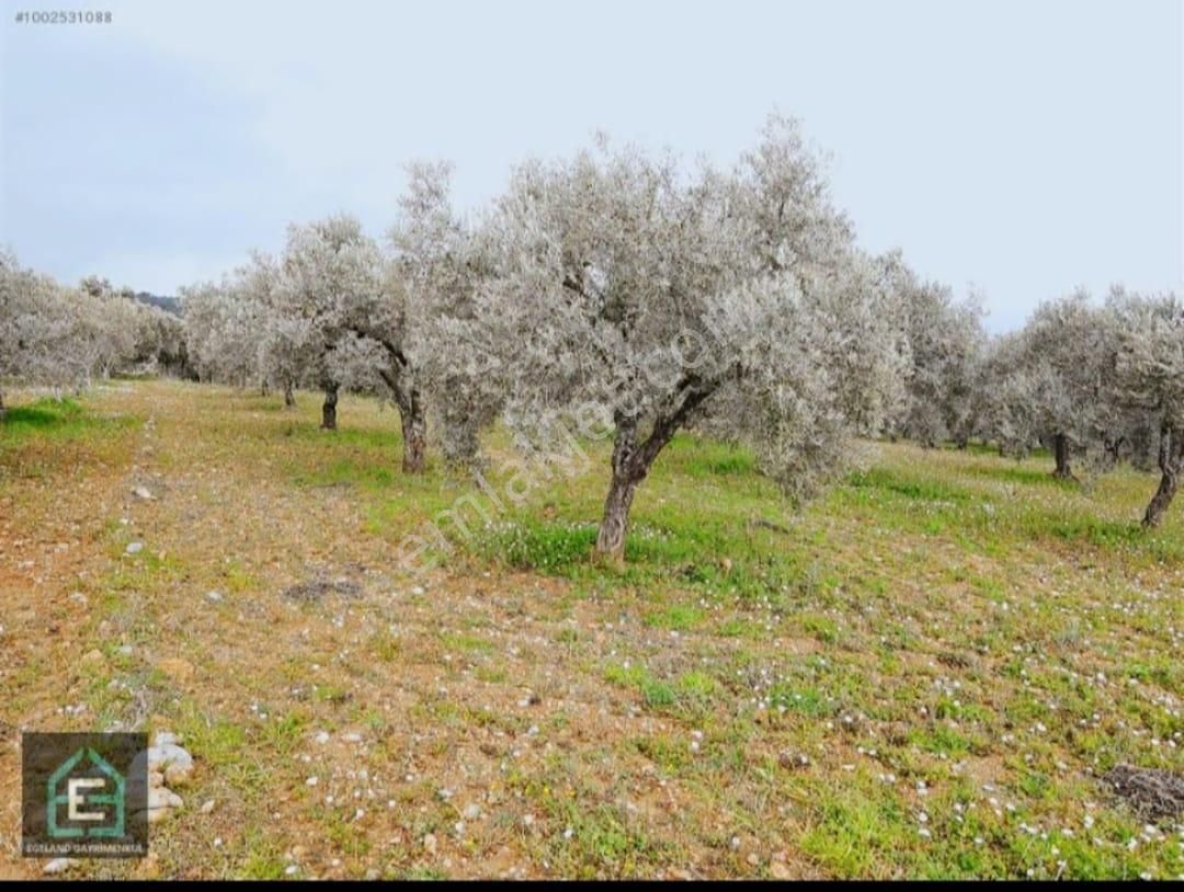 İzmir Torbalı Gold Emlaktan Satılık Kıymetli Zeytinlik - Görsel 14