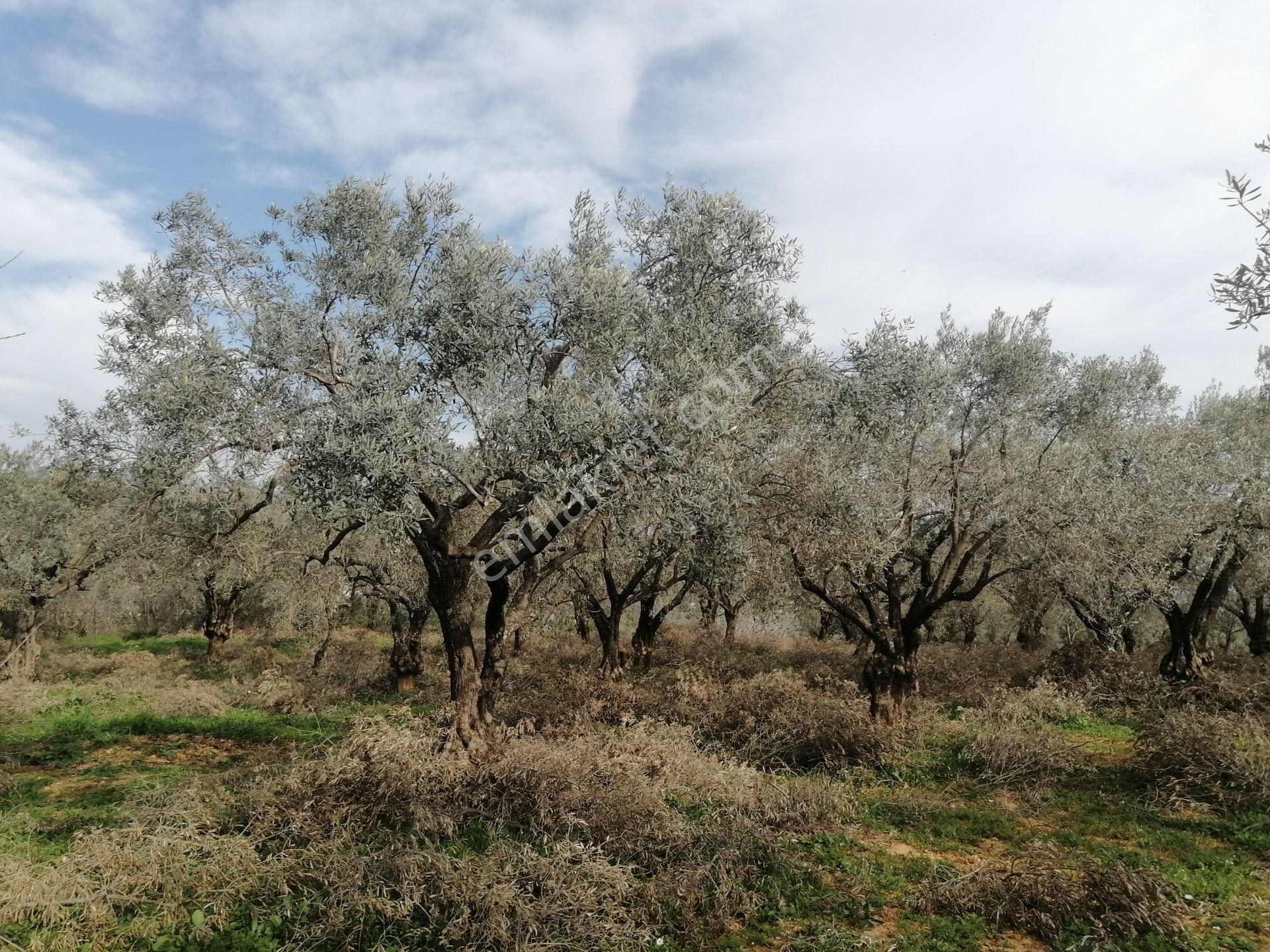 İzmir Torbalı Gold Emlaktan Satılık Kıymetli Zeytinlik - Görsel 10