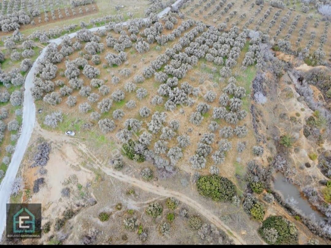 Torbalı Saipler Satılık Zeytinlik İzmir Torbalı Gold Emlaktan Satılık Kıymetli Zeytinlik