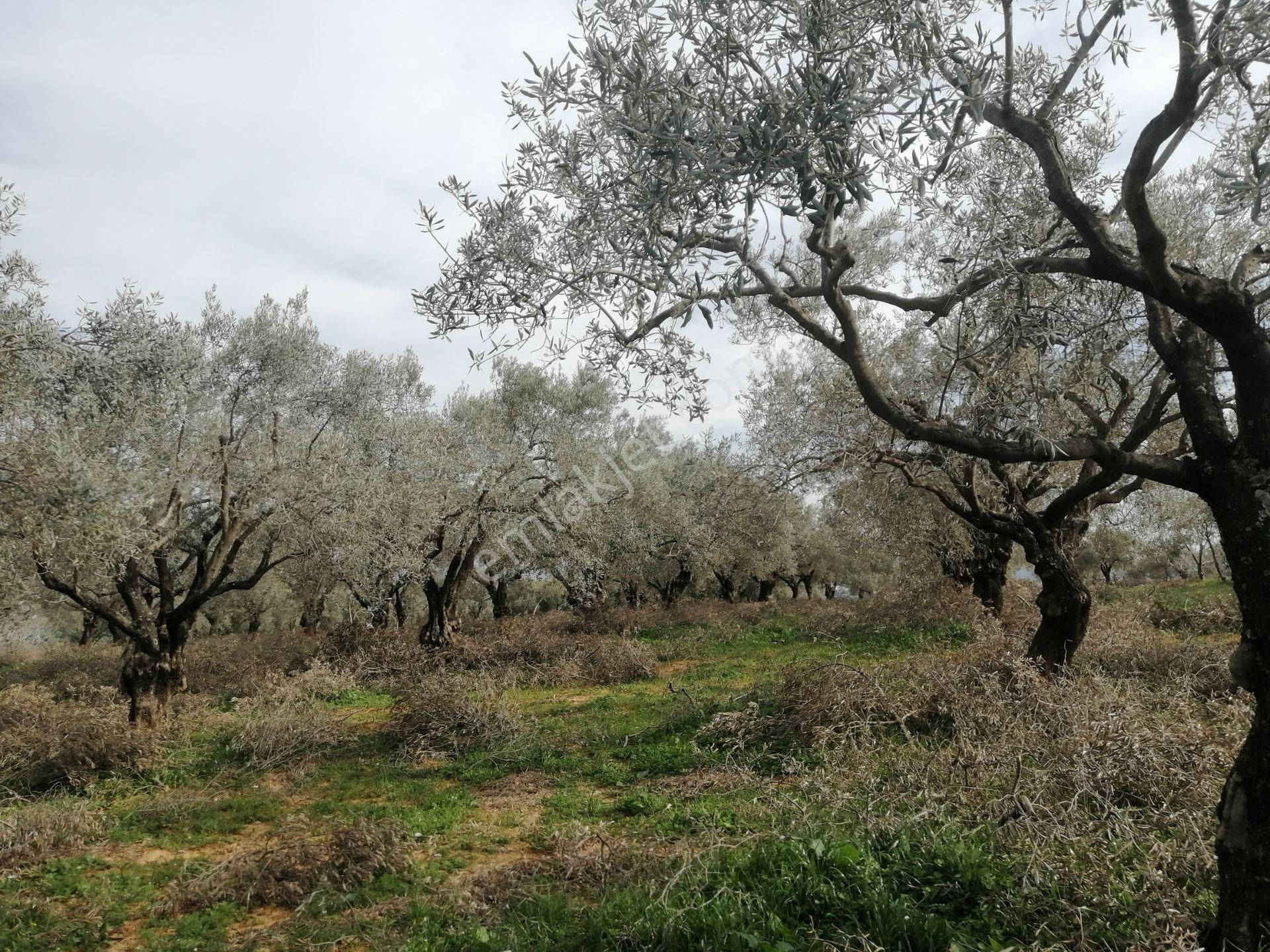 İzmir Torbalı Gold Emlaktan Satılık Kıymetli Zeytinlik - Görsel 9