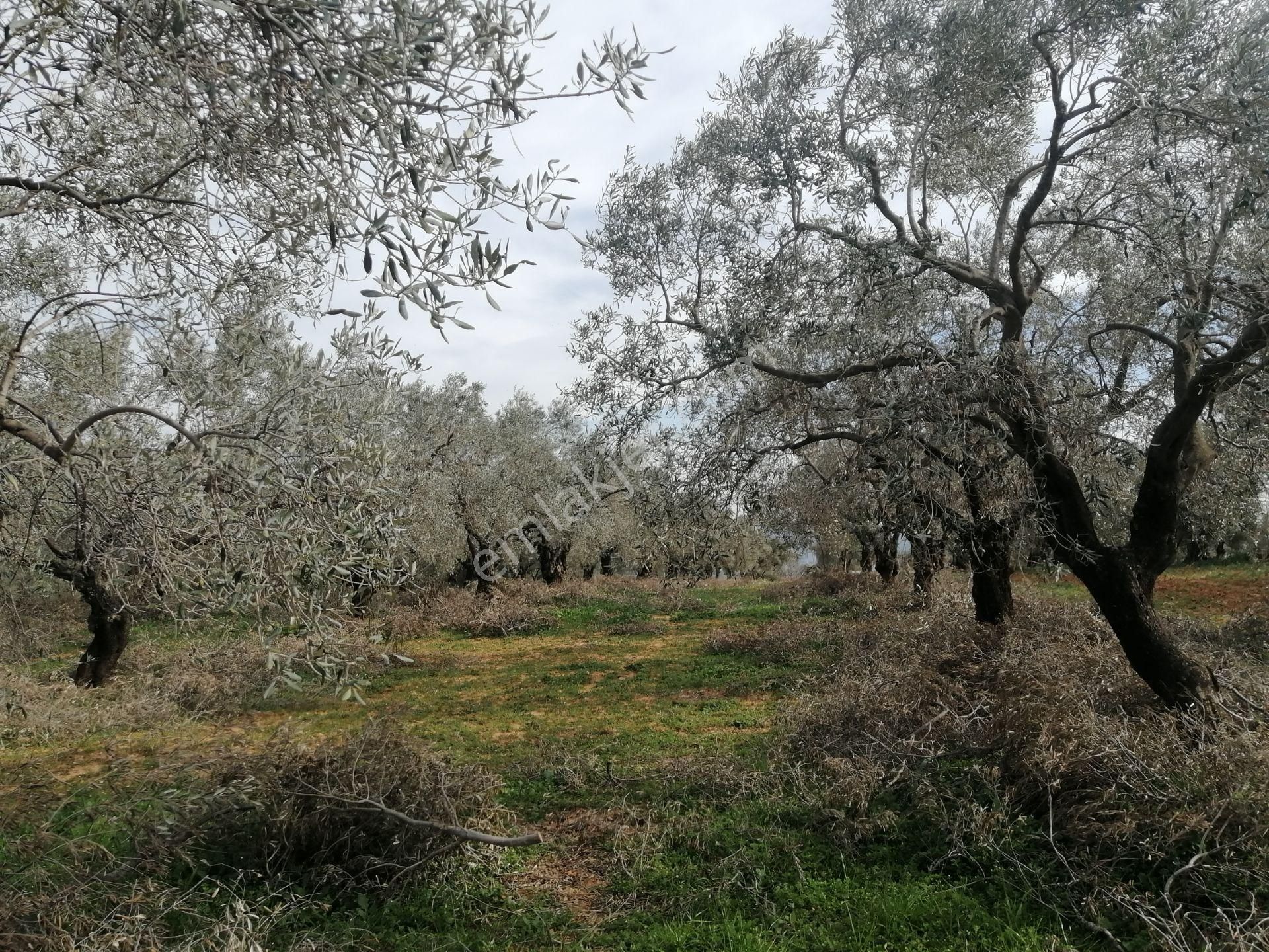 İzmir Torbalı Gold Emlaktan Satılık Kıymetli Zeytinlik - Görsel 3