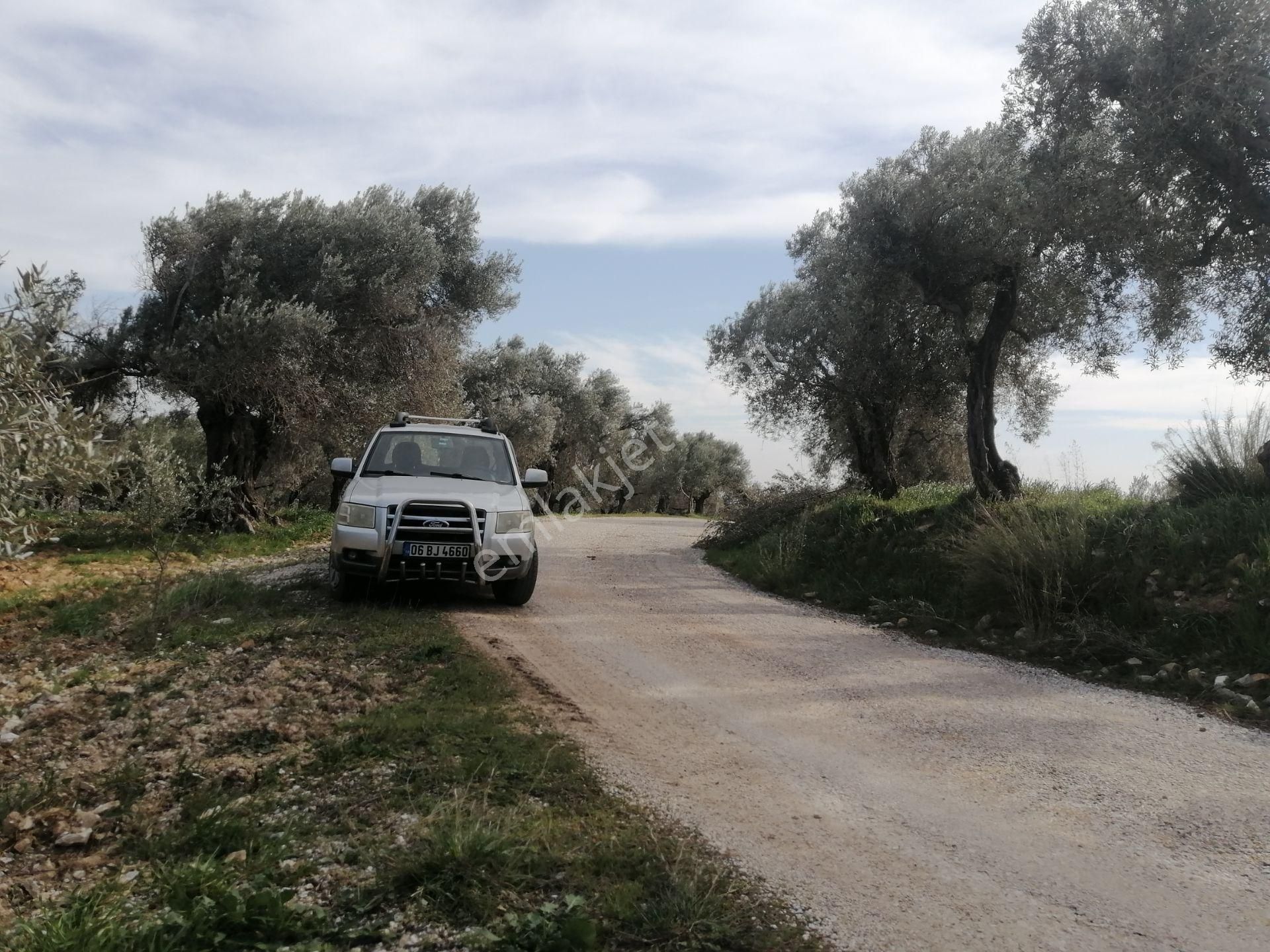 İzmir Torbalı Gold Emlaktan Satılık Kıymetli Zeytinlik - Görsel 15