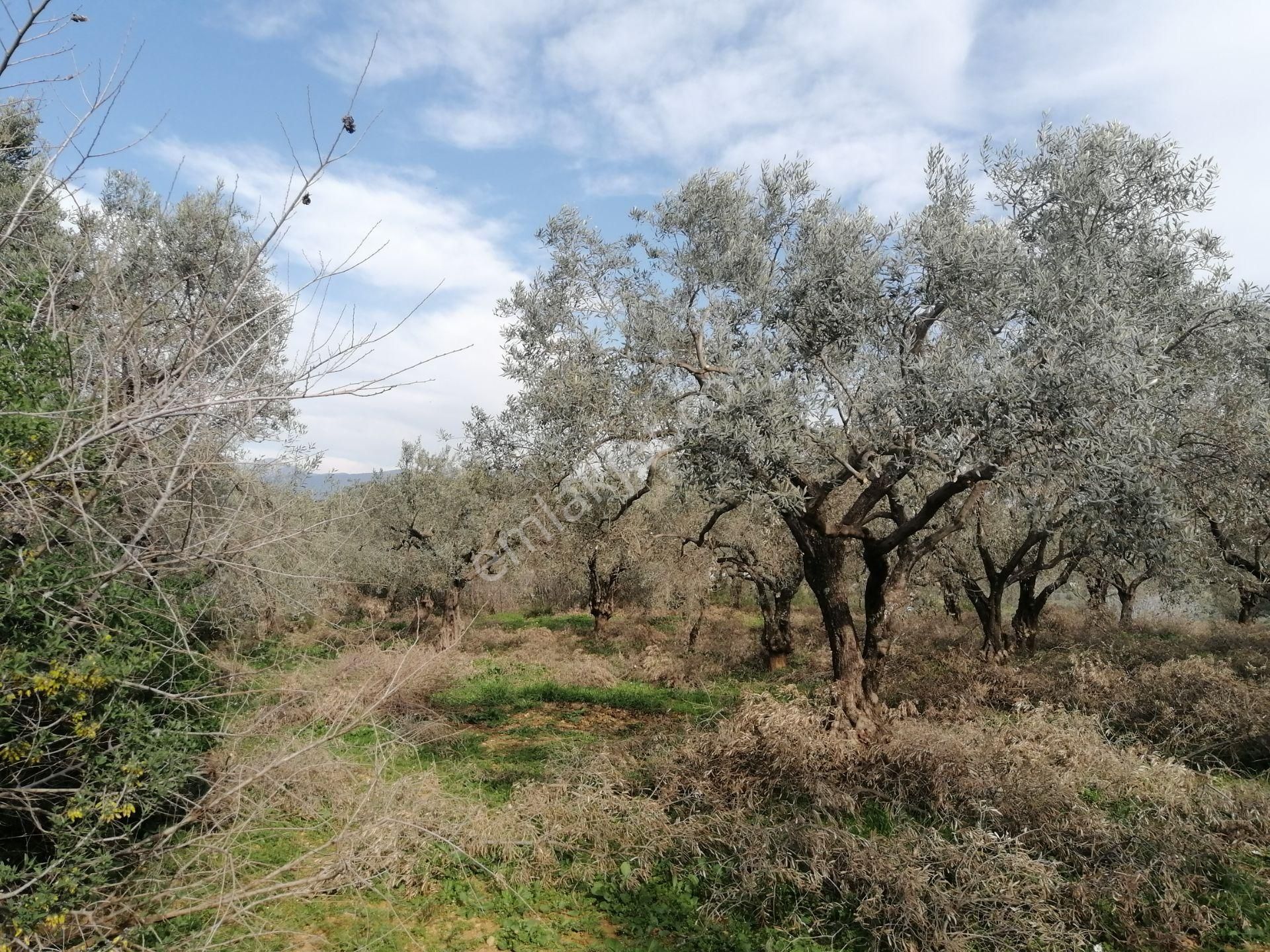 İzmir Torbalı Gold Emlaktan Satılık Kıymetli Zeytinlik - Görsel 13