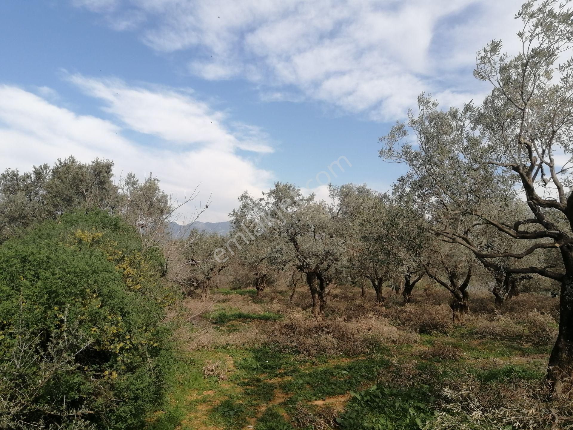 İzmir Torbalı Gold Emlaktan Satılık Kıymetli Zeytinlik - Görsel 5