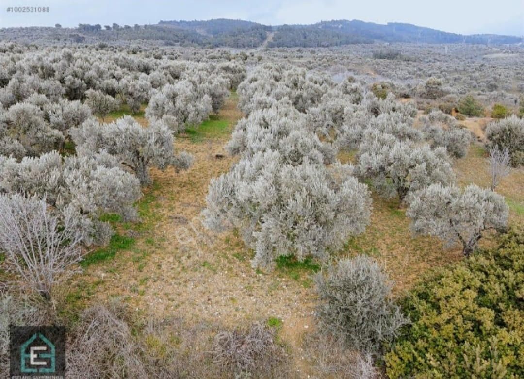 İzmir Torbalı Gold Emlaktan Satılık Kıymetli Zeytinlik - Görsel 2