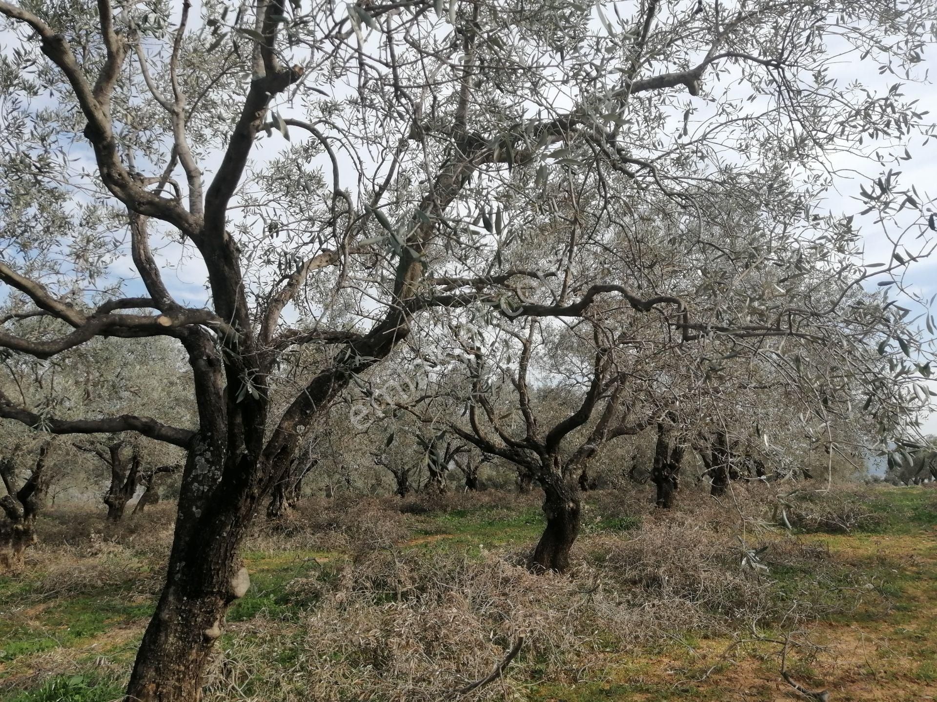 İzmir Torbalı Gold Emlaktan Satılık Kıymetli Zeytinlik - Görsel 6