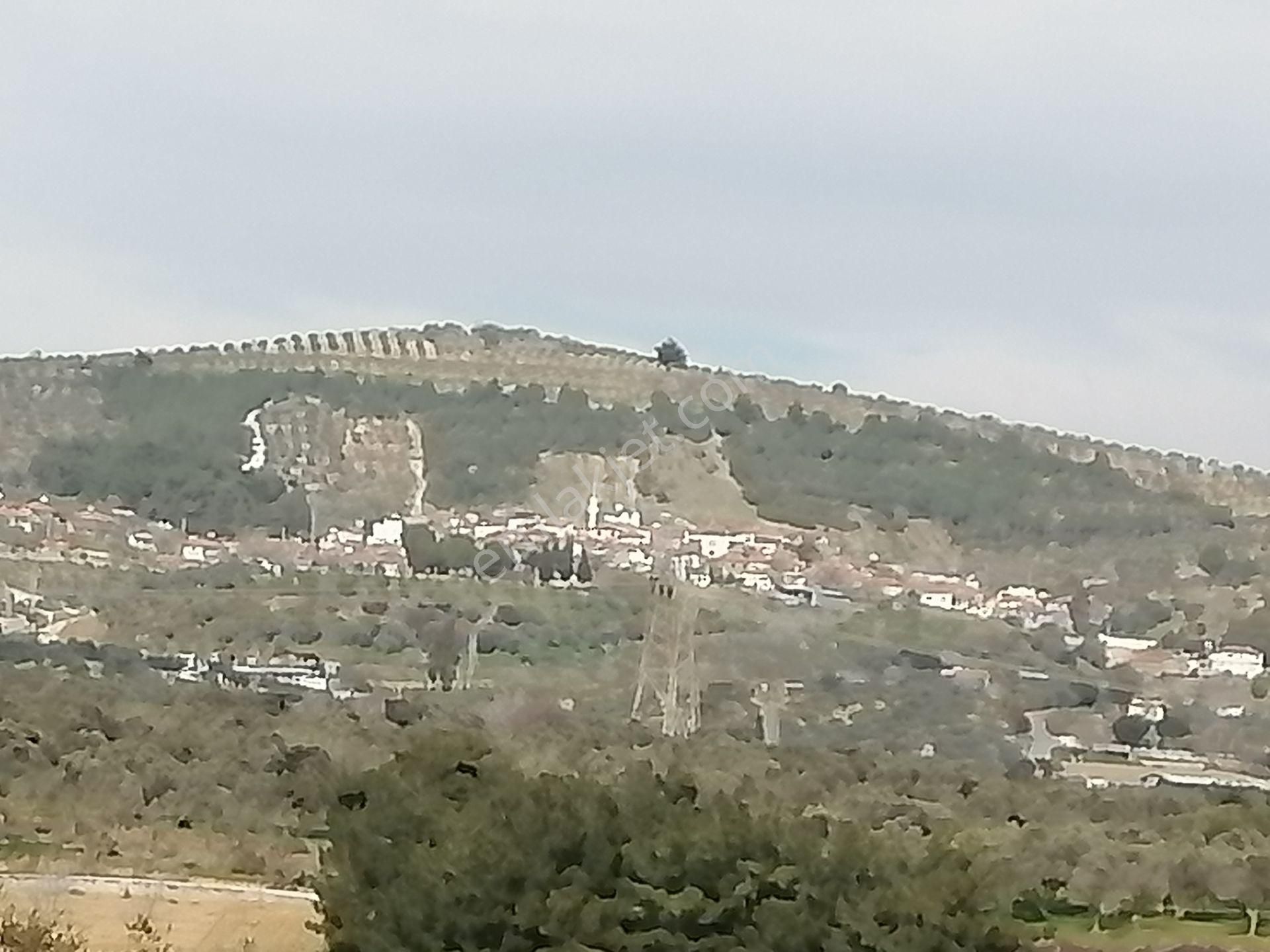 İzmir Torbalı Gold Emlaktan Satılık Kıymetli Zeytinlik - Görsel 16