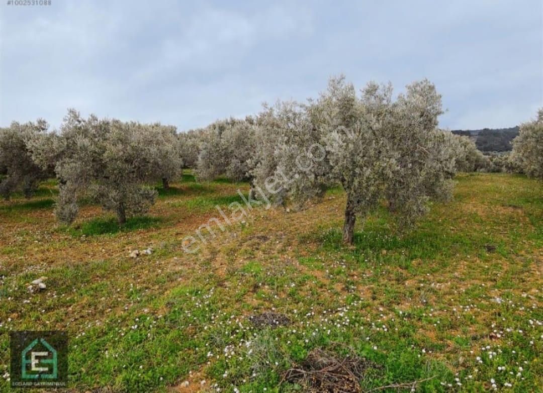 İzmir Torbalı Gold Emlaktan Satılık Kıymetli Zeytinlik - Görsel 12