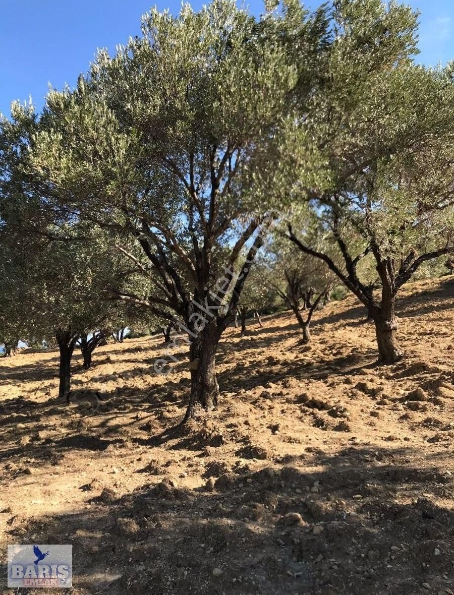 Karaburun Eğlenhoca Satılık Bağ & Bahçe Barış Emlaktan Eğlenhoca Gölet Yolunda Satılık Zeytin Ağaçlı Tar